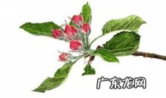 苹果花苞有什么作用呢 苹果花苞有什么作用
