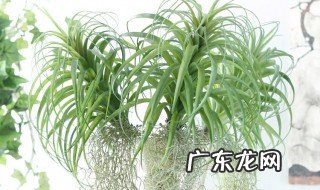 绿植凤梨有什么好处 绿植凤梨有什么好处吗