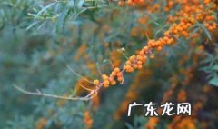长期吃沙棘到底能有什么作用 长期吃沙棘有什么用