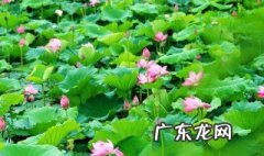 夏天开的花有哪些 秋天开的花有哪些