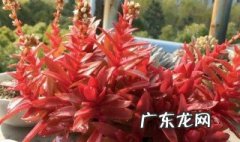 火祭夏天如何养 火祭夏季休眠吗