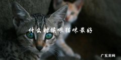 什么时间喂猫咪最合适？