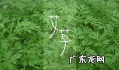 艾草有什么用处 五月端午的艾草有什么用处