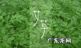 艾草有什么用处 五月端午的艾草有什么用处