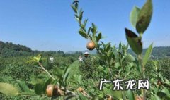 摘茶籽是什么时候 摘茶籽的时间