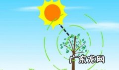 光合作用的条件和场所是 光合作用的条件原料场所