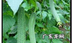 种植丝瓜技术要点 种丝瓜的方法和步骤