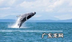鲸鱼属于鱼的一种吗 鲸鱼属于鱼吗?