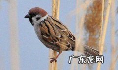 梦到捕鸟有什么预兆 梦到捕捉鸟是什么意思