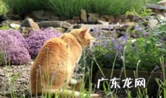 猫薄荷其实就是 猫薄荷是薄荷的一种吗