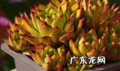 多肉的根有什么作用与功效 多肉的根有什么作用