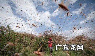 类似蝗灾的电影 类似蝗灾的电影