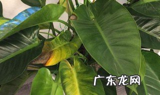 金钻怎么修剪 金钻怎么修剪好看