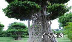 不能种在门前的树是什么树 不能种在门前的树