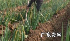 自己种的葱拿什么施肥好 自己种的葱拿什么施肥