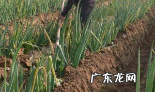 自己种的葱拿什么施肥好 自己种的葱拿什么施肥