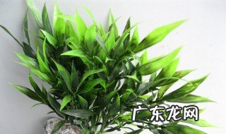 富贵竹生根换水 富贵竹水养生根后怎么改土养