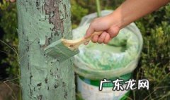 移植树有什么讲究没 移植树有什么讲究
