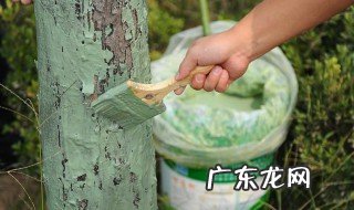 移植树有什么讲究没 移植树有什么讲究