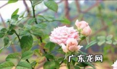 月季要怎么养才能开花 月季要怎么养才能开花呢