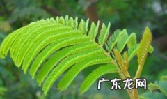 含羞草 种植 含羞草种植需注意什么