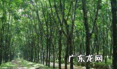 新种核桃树抽枝怎么办 新种核桃树抽枝怎么办视频