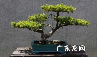 家庭摆放盆景什么好处 家里摆盆景风水