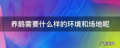 养鹅需要什么样的环境和场地呢 养鹅的环境要求