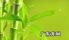 院子里养竹子有什么讲究嘛 院子里养竹子有什么讲究