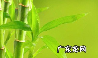 院子里养竹子有什么讲究嘛 院子里养竹子有什么讲究