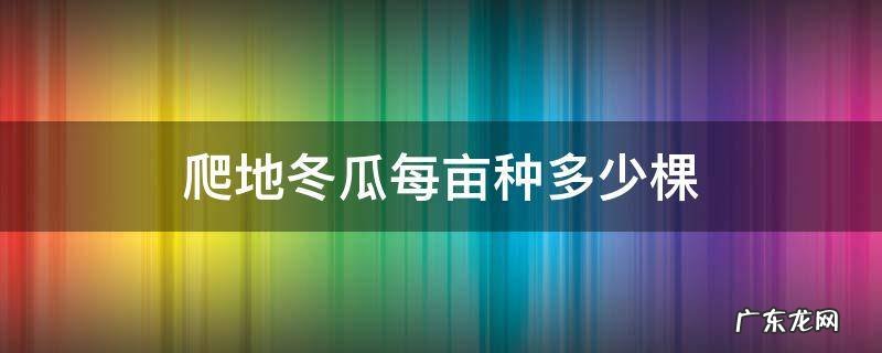 爬地冬瓜每亩种多少棵 爬地冬瓜亩产量