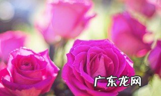 玫瑰花怎么长久保存好 玫瑰花怎么长久保存