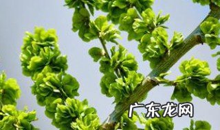 榆钱野菜的做法 野菜榆钱怎么吃