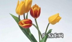 郁金香开花期间需要施肥吗 郁金香开花期间需要施肥吗