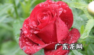 玫瑰精油怎么用在脸上 玫瑰精油怎么用在脸上美白