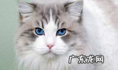 小奶猫不会埋屎怎么办 小奶猫不会埋便便怎么办
