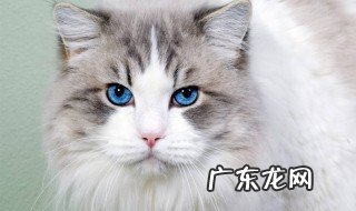 小奶猫不会埋屎怎么办 小奶猫不会埋便便怎么办