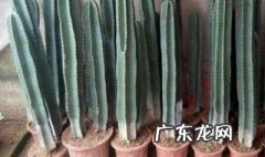 量天尺盆栽 量天尺用什么花盆好看