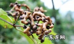 拐枣怎么吃 拐枣怎么吃最好