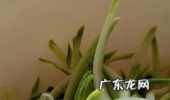 立夏吃什么传统美食