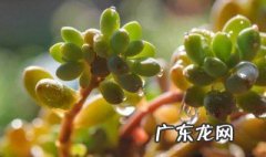 肉肉植物长虫子怎么办 肉肉植物长白虫怎么办