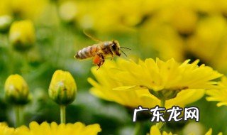 耳朵让蜜蜂叮到怎么办 耳朵被蜜蜂蜇了怎么办