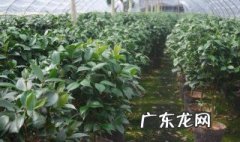 如何培育茶花苗 怎样培育茶花苗