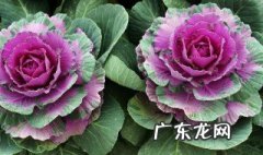 羽衣甘蓝怎么养护和管理 羽衣甘蓝怎么养