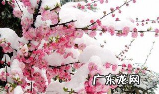 梅花何时换盆 梅花何时换盆最佳时间