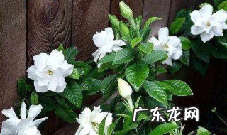 百合花可以吃吗 白色百合花可以吃吗