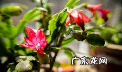 蟹爪兰对土的要求 蟹爪兰种植土