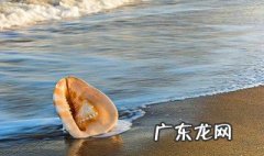 世界上五种最大的海螺 世界上五种最大的海螺是什么