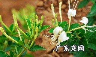 新鲜金银花怎样保存 新鲜金银花怎样保存时间长