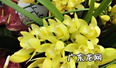 兰花怎么养小仙人球怎么养长得快 如何养小仙人球